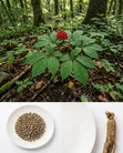 Organic Ginseng Seeds for Planting - 3