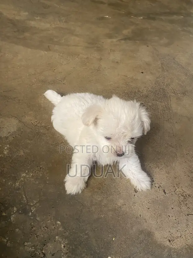 Yar Akuya ta Lhasa Apso (Wata 0-1) - 1