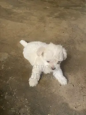 Yar Akuya ta Lhasa Apso (Wata 0-1)