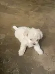 Yar Akuya ta Lhasa Apso (Wata 0-1) - 1