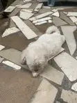 Yar Akuya ta Lhasa Apso (Wata 0-1) - 2