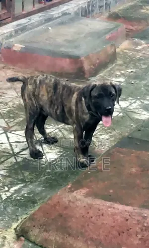 Dan Akika na Boerboel - Wata 1-3 Da Haifuwa