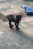 Dan Akika na Boerboel - Wata 1-3 Da Haifuwa - 2