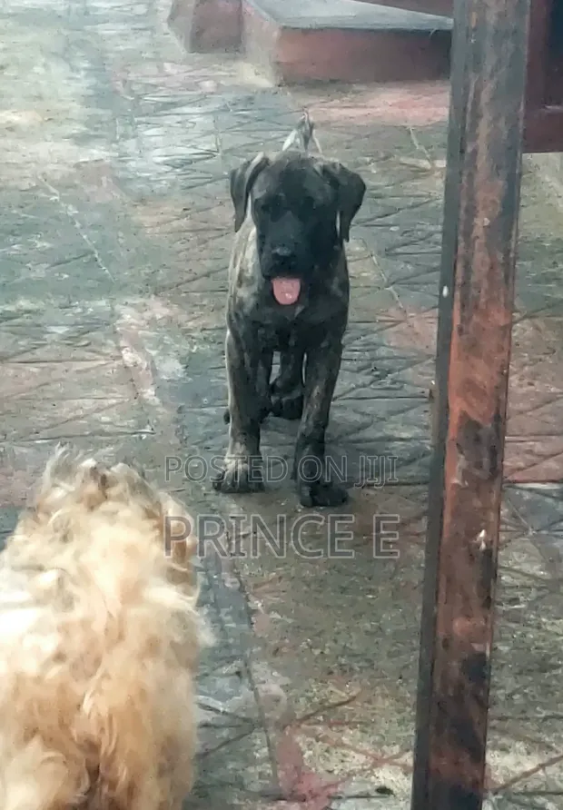 Purebred Boerboel Puppy - 1-3 Months Old - 1