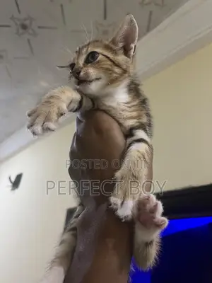 Namijin Persian Kitten (1-3 Wata) Mai Gauraye