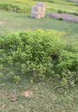 Residential Land for Sale in Kumataka Jaba Kano - 2