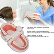 Dental Orthodontic Teeth Model with Colorful Braces - 1