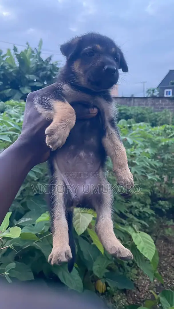 Female German Shepherd Puppy (1-3 Months) - 1