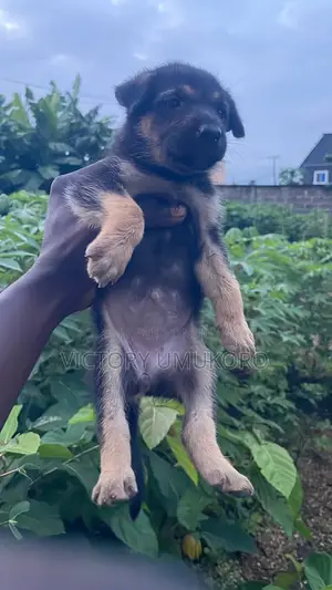 Female German Shepherd Puppy (1-3 Months)