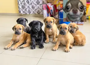Purebred Boerboel Puppies (1-3 Months Old)