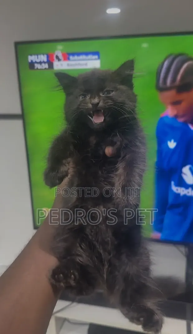Purebred Scottish Fold Kitten - 3-6 Months Male - 1