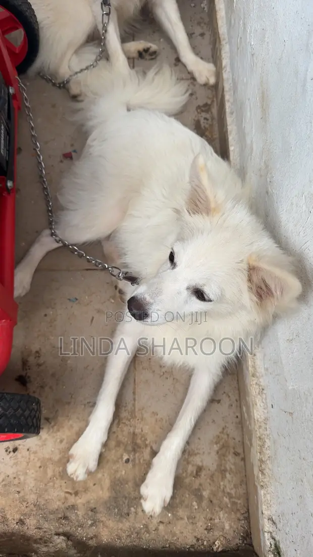 American Eskimo Puppy, 6-12 Months Male - 1