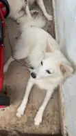 American Eskimo Puppy, 6-12 Months Male - 1