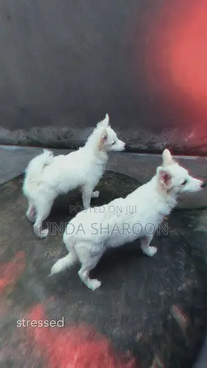 American Eskimo Puppy, 6-12 Months Male