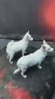 American Eskimo Puppy, 6-12 Months Male - 2