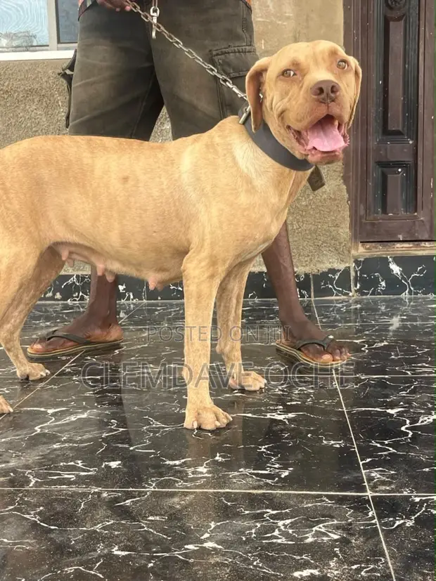 Female Purebred Boerboel, 1+ Year Old - 1