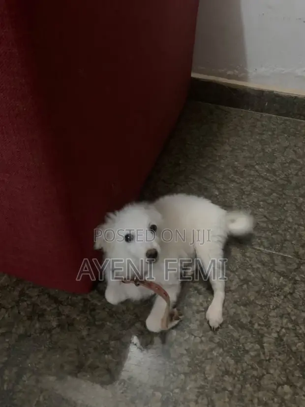 3-6 Month Male Mixed Breed American Eskimo - 1