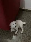 Jakin Amfani na Wata 3-6 Namiji Mai Gauraye da American Eskimo - 1