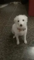 Jakin Amfani na Wata 3-6 Namiji Mai Gauraye da American Eskimo - 2