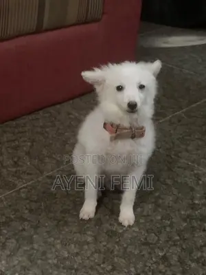 Jakin Amfani na Wata 3-6 Namiji Mai Gauraye da American Eskimo