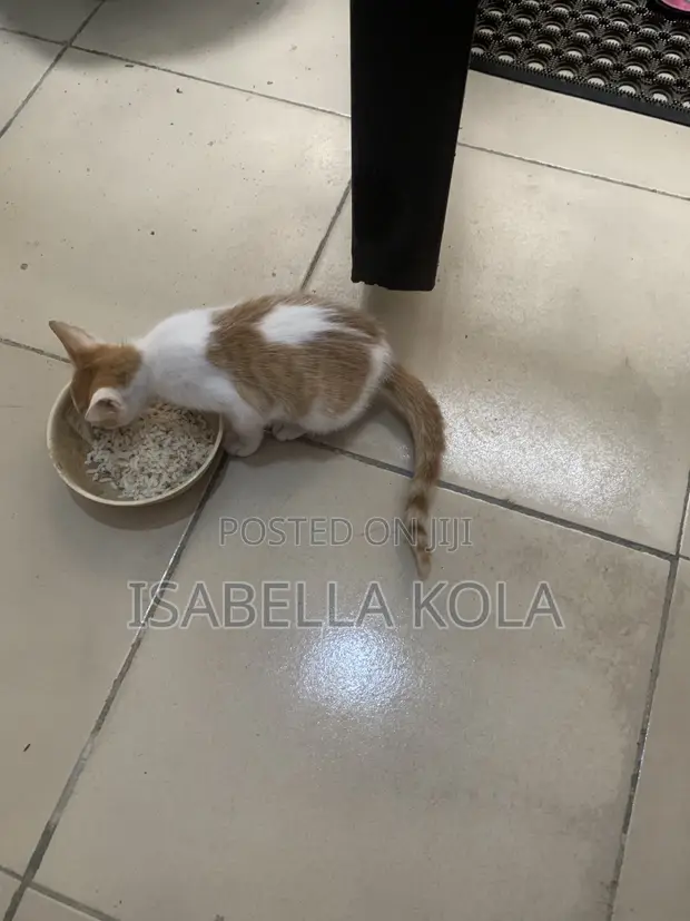 Kyanwa Mace Mai Gauraye Jinsi Na British Shorthair - 1