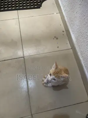 Kyanwa Mace Mai Gauraye Jinsi Na British Shorthair