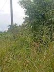 Multipurpose Land for Sale in Mbiokporo, Uyo - 2