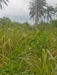 Multipurpose Land for Sale in Mbiokporo, Uyo - 5