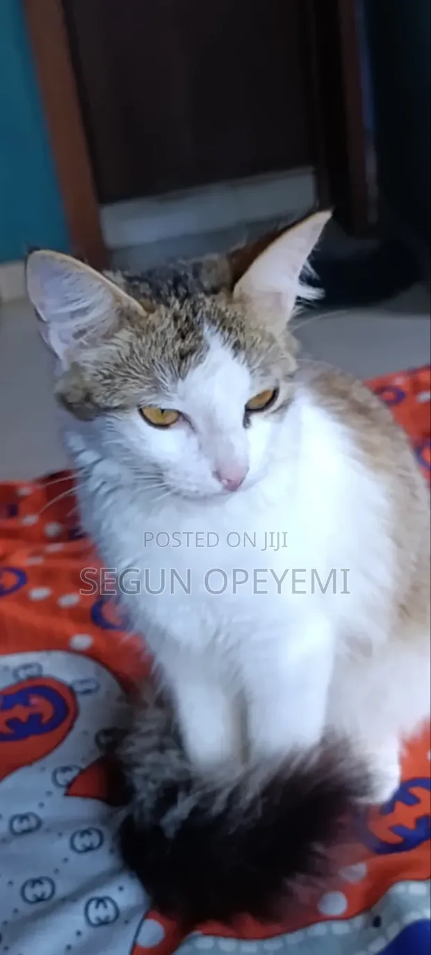Mace Mace Mai Gauraye (Maine Coon/Bengal), Watan 7 - 1