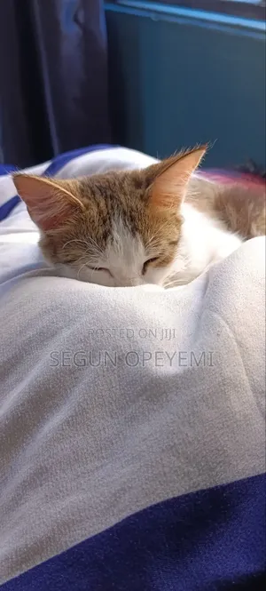 Mace Mace Mai Gauraye (Maine Coon/Bengal), Watan 7