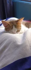 Mace Mace Mai Gauraye (Maine Coon/Bengal), Watan 7 - 2