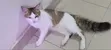 Mace Mace Mai Gauraye (Maine Coon/Bengal), Watan 7 - 3
