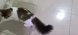 Mace Mace Mai Gauraye (Maine Coon/Bengal), Watan 7 - 4