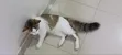 Mace Mace Mai Gauraye (Maine Coon/Bengal), Watan 7 - 5