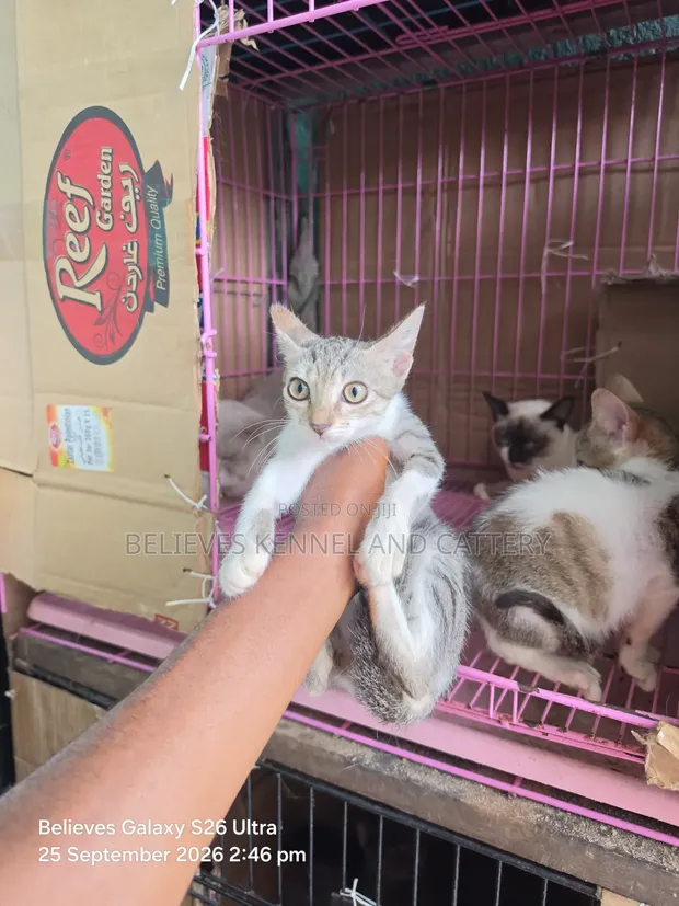 Female Purebred Cat - 1-3 Months Old - 1