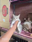 Female Purebred Cat - 1-3 Months Old - 1