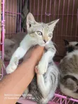 Female Purebred Cat - 1-3 Months Old - 2