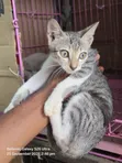 Female Purebred Cat - 1-3 Months Old - 3