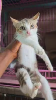 Female Purebred Cat - 1-3 Months Old - 4