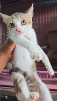 Female Purebred Cat - 1-3 Months Old - 5