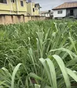 Filin Zama don Siyarwa - Gbaga, Titin Ijede, Elepe - 5