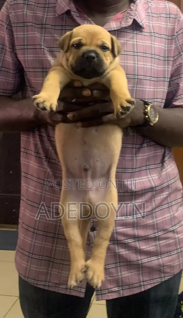 Purebred Boerboel Puppy (1-3 Months) - 1