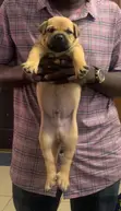 Purebred Boerboel Puppy (1-3 Months) - 1