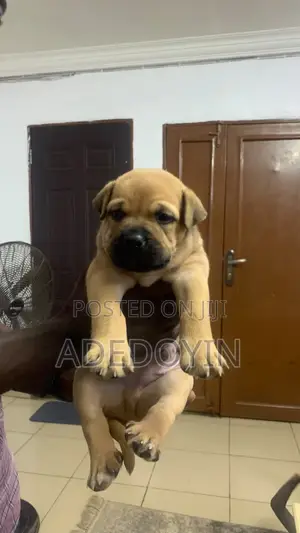 Purebred Boerboel Puppy (1-3 Months)