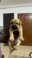 Purebred Boerboel Puppy (1-3 Months) - 2
