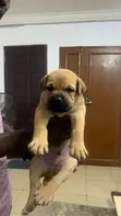 Purebred Boerboel Puppy (1-3 Months) - 3