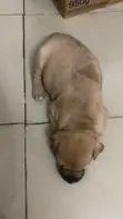 Purebred Boerboel Puppy (1-3 Months) - 4