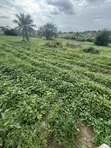 50x100ft Undeveloped Land for Sale in Osogbo, Osun - 3