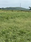 50x100ft Undeveloped Land for Sale in Osogbo, Osun - 4