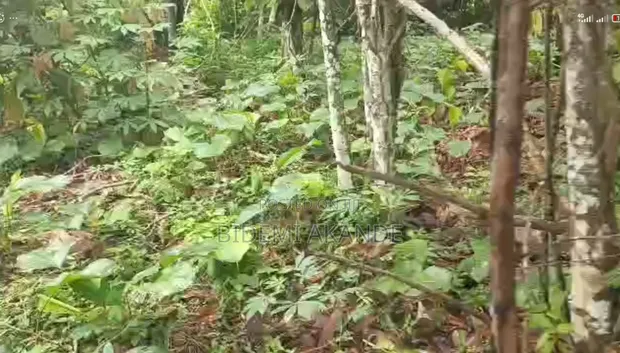 100 Acres Cocoa Farmland for Sale - Ibokun, Osun State - 1